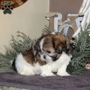 Angel, Shih Tzu Puppy